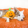 ZippyPaws Halloween Brainey Pumpkin Dog Toy - Kohepets