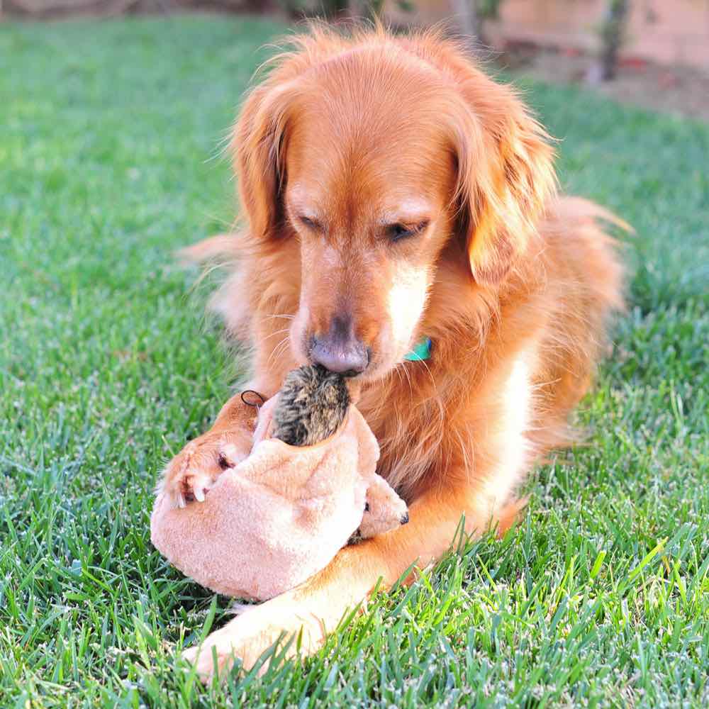 ZippyPaws Burrow Hedgehog Den Dog Toy - Kohepets