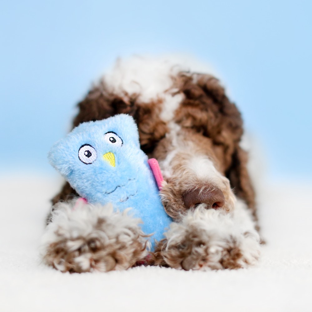 ZippyPaws Squeakie Buddie Owl Dog Toy - Kohepets