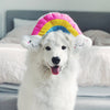 ZippyPaws Squeakie Pattiez Rainbow Dog Toy - Kohepets
