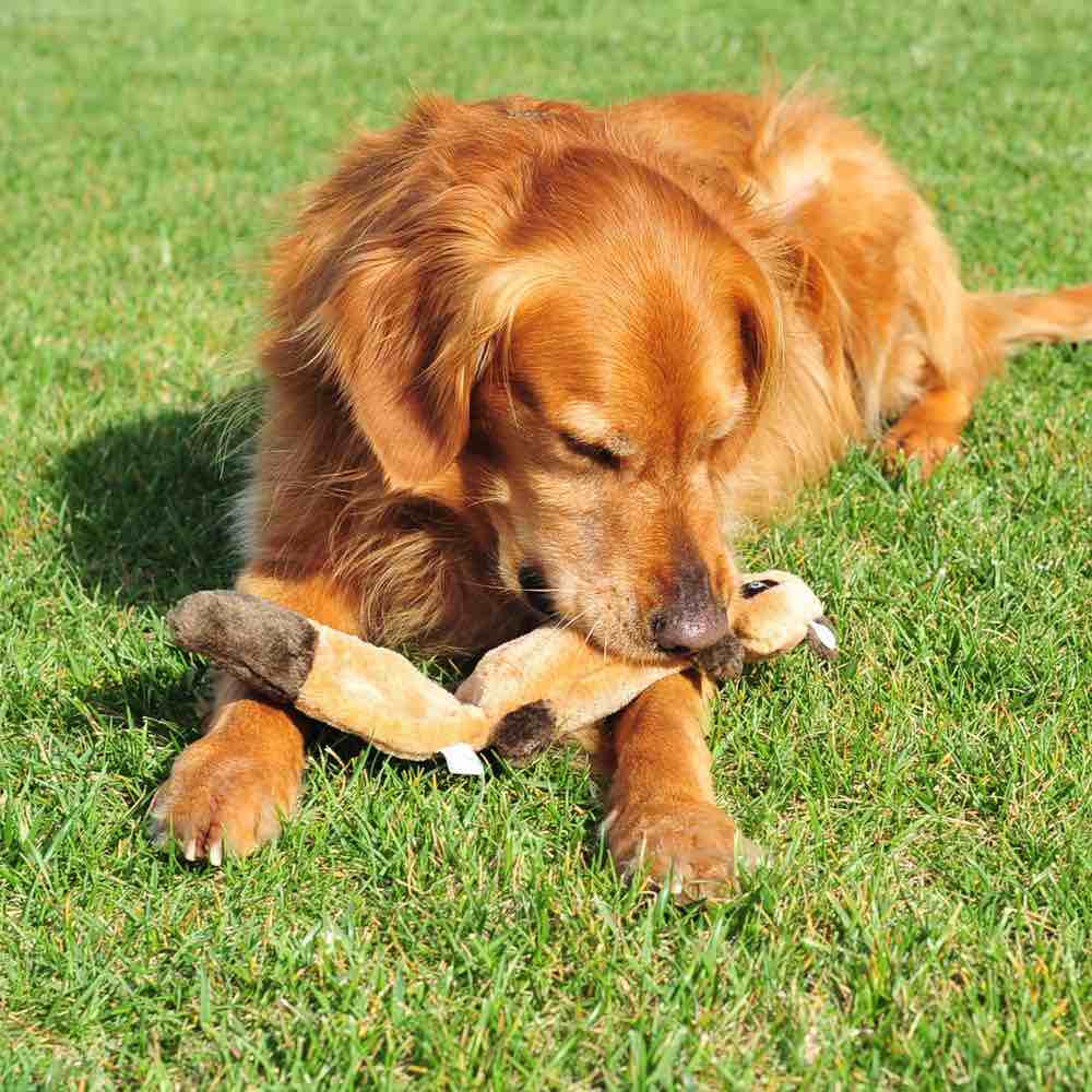 ZippyPaws Zingy Raccoon Dog Toy - Kohepets