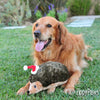 ZippyPaws Holiday Hedgehog Dog Toy - Kohepets